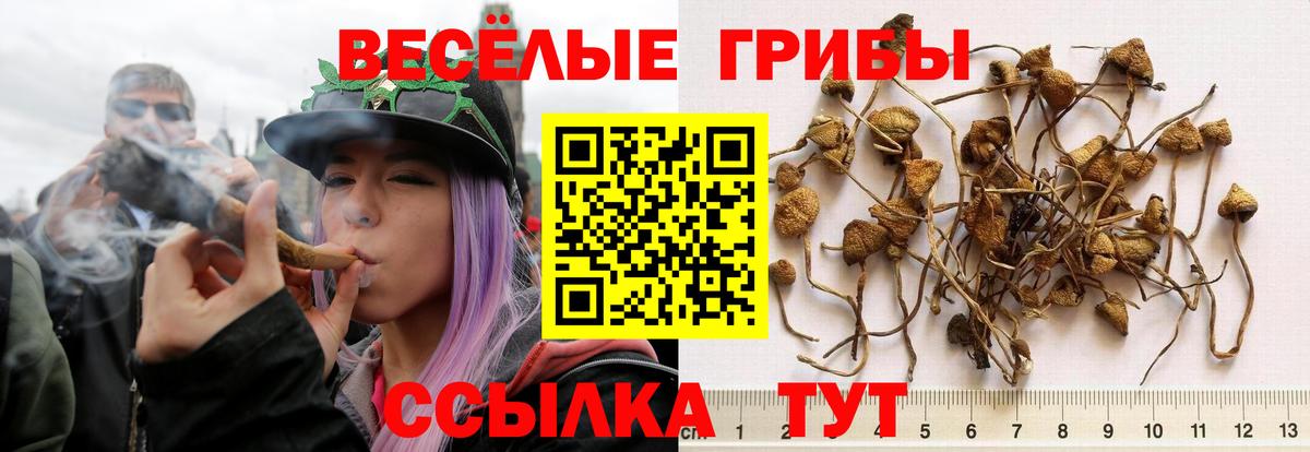 Псилоцибиновые грибы Psilocybe Майский